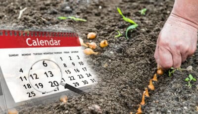 Що і коли садити у квітні 2024 року: місячний посівний календар