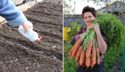 Головні правила вирощування моркви: коли садити та як правильно обрати місце