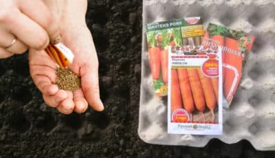 Сіємо моркву весною: сприятливі дні для великого врожаю
