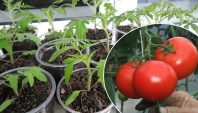 Що робити після сходів розсади томатів, що вони ніколи не витягуються