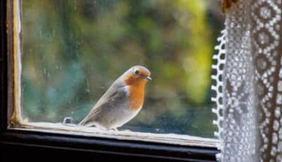 Пташка стукає у вікно: головні причини та на що потрібно звернути увагу господарю