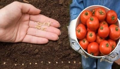 Щоб зібрати гарний врожай помідорів в цьому році, садіть ці перевірені сорти