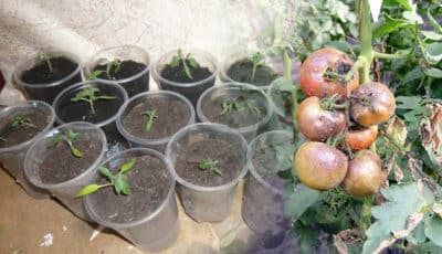 6 головних помилок у вирощуванні розсади помідорів. Не допускайте їх, бо виросте малою та слабкою
