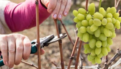 5 важливих справ, які потрібно зробити з виноградом на початку весни. Встигніть зробити це вчасно