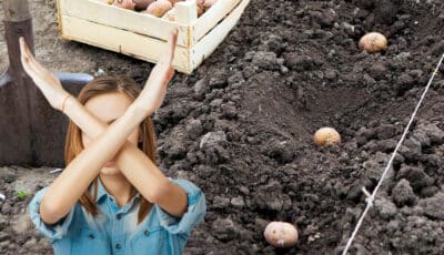 Де не можна садити картоплю, щоб не втратити увесь врожай