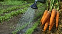 Морква виросте велика та смачна. Головні правила вирощування цього овочу