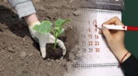 Посадковий календар огірків на 2024 рік. Дотримуйтеся його, щоб мати гарний врожай
