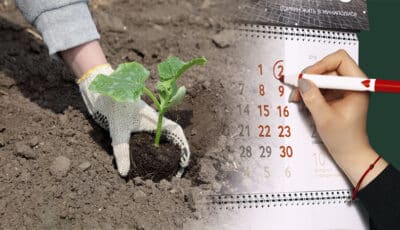 Посадковий календар огірків на 2024 рік. Дотримуйтеся його, щоб мати гарний врожай
