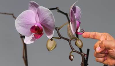 Орхідея скидає бутони: можливі причини та, та що робити, щоб цього не відбувалося