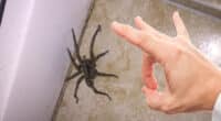 Павуки підуть з вашого дому: три дієві способи позбутися їх
