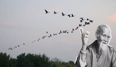 Чому птахи летять ключем: чого саме слід повчитися у них всім людям