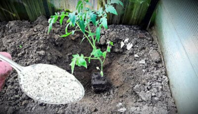 Коли садите розсаду помідорів, додавайте це добриво в ямку, щоб гарно прижилась