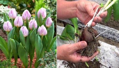Тюльпани відцвіли: як правильно їх викопувати та зберігати, щоб долежали до наступного року