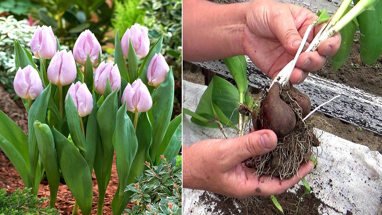 Как правильно сохранить тюльпаны