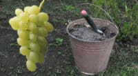 Не забудьте підгодувати виноград весною. Яке саме добриво вносити, для гарного врожаю