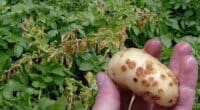 Що потрібно зробити, щоб захистити майбутній врожай картоплі від парші. Дієві поради