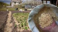 Як правильно використовувати тирсу на городі, щоб отримати гарний врожай овочів