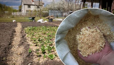 Як правильно використовувати тирсу на городі, щоб отримати гарний врожай овочів
