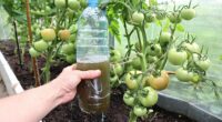 Які добрива необхідні томатам для повноцінного зростання. Поради агронома
