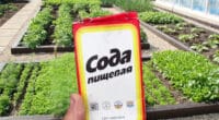 Використання соди на городі: як правильно це робити, щоб не завдати шкоди рослинам