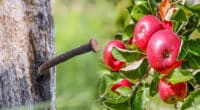 Для чого у яблуню вбивати старий цвях, та як правильно це робити