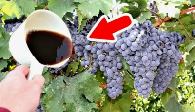 Підживлення, після використання якого виноград рясно плодоноситиме