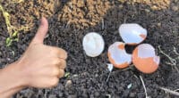 Яєчна шкарлупа на городі: як правильно її використовувати, щоб отримати гарний врожай
