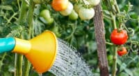 Як правильно поливати помідори у спеку. Поради, які допоможуть не втратити врожай